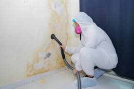 Best Attic Mold Removal in Shadyside, OH